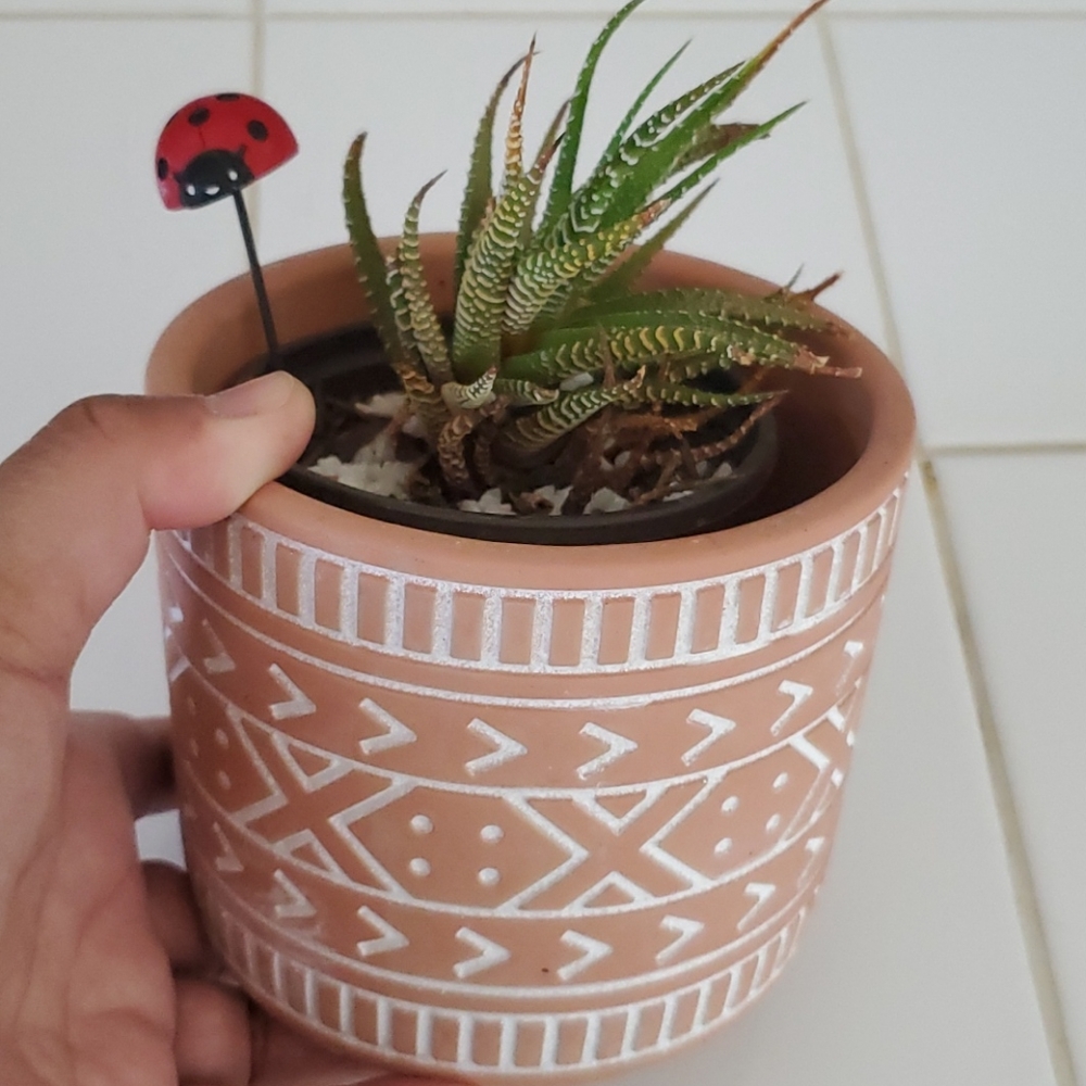 New! Cement Aztec plant pot